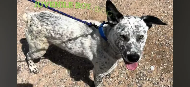 Chase Ace Cattle Pup! thumbnail 6