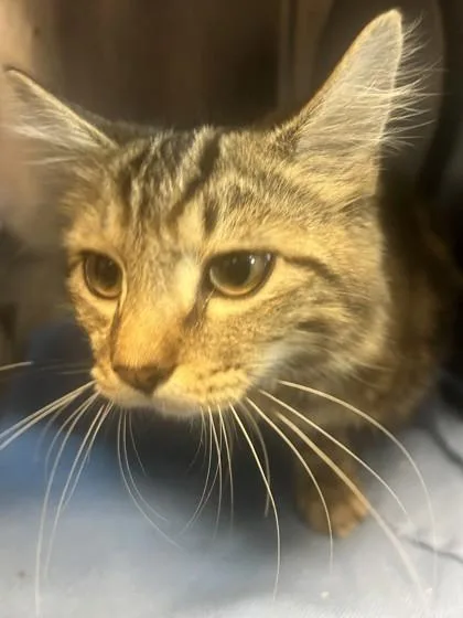A young medium-sized female Domestic Short Hair cat named Beatrice for adoption in Chamblee, GA