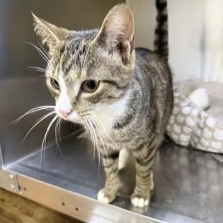 An adult medium-sized female Tabby (Brown / Chocolate) Domestic Short Hair cat named Stella for adoption in Phoenixville, PA