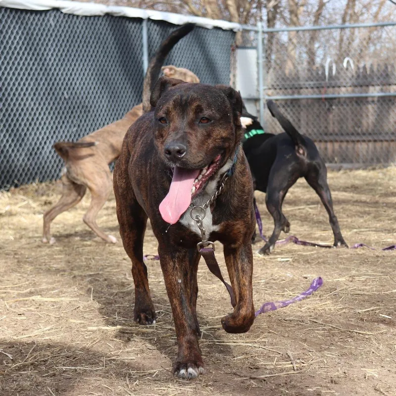 A young large-sized male Black Pit Bull Terrier dog named Link for adoption in Springfield, IL