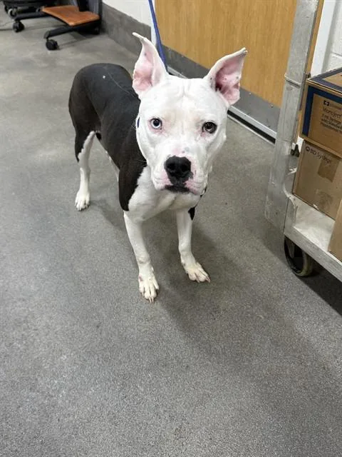 A young medium-sized female Pit Bull Terrier dog named Brandy for adoption in Upper Marlboro, MD