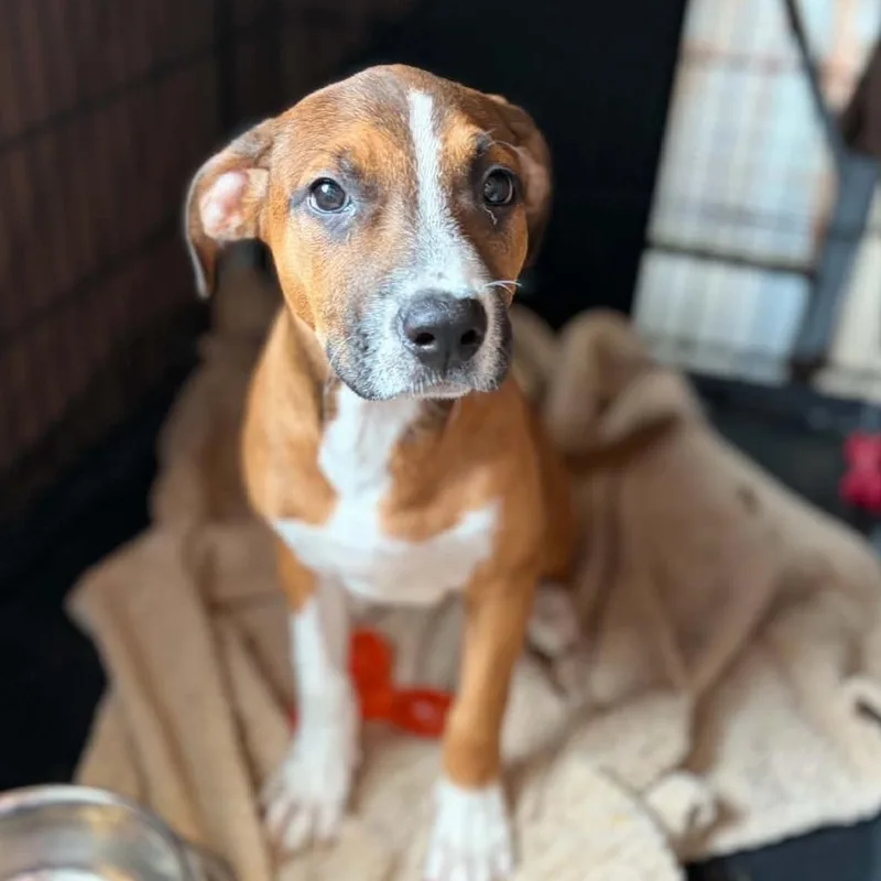 A baby small-sized female Black Boxer dog named Bahama Mama for adoption in Concord, NC