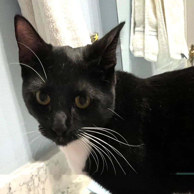 A baby medium-sized male Tuxedo cat named Larry intrepidtrio for adoption in Houston, TX