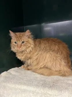 An adult medium-sized male Orange / Red Domestic Long Hair cat named Mervin for adoption in El Paso, TX