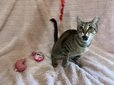A young medium-sized female Tabby (Brown / Chocolate) Domestic Short Hair cat named Valentina for adoption in Liverpool, TX