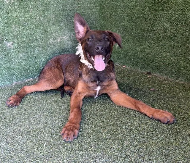 A baby small-sized male German Shepherd Dog dog named Jelly for adoption in Lancaster, CA