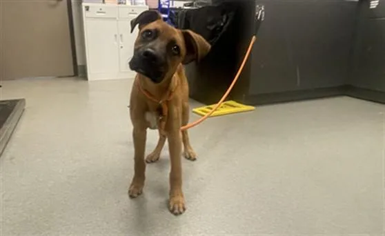 A baby small-sized male Boxer dog named Reggie for adoption in Ontario, CA