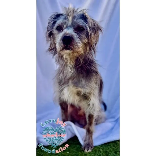 Shaggy Coh thumbnail 2