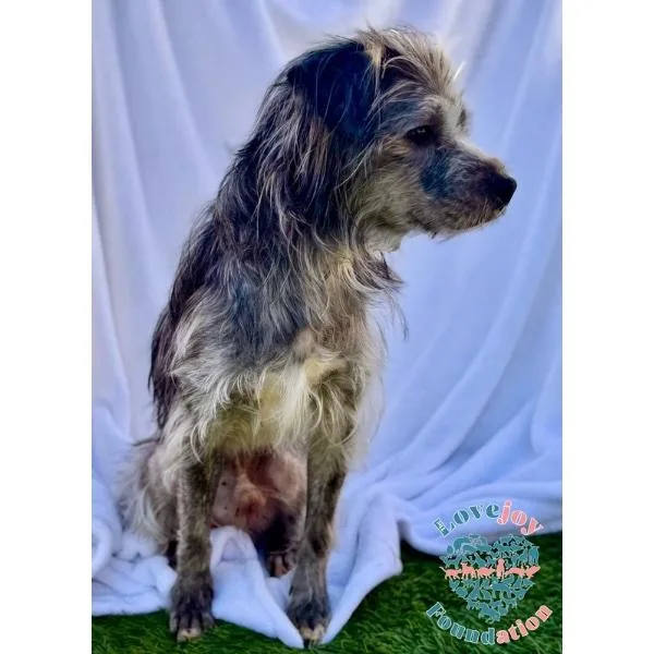 Shaggy Coh thumbnail 3