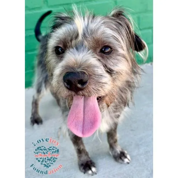 A young medium-sized male Gray / Blue / Silver Terrier dog named Shaggy Coh for adoption in Inglewood, CA