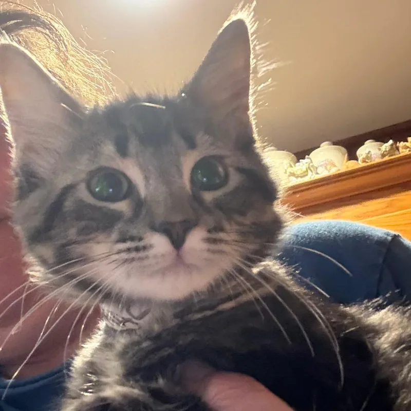 A baby small-sized male Buff / Tan / Fawn Domestic Medium Hair cat named Gambit for adoption in Granby, MO