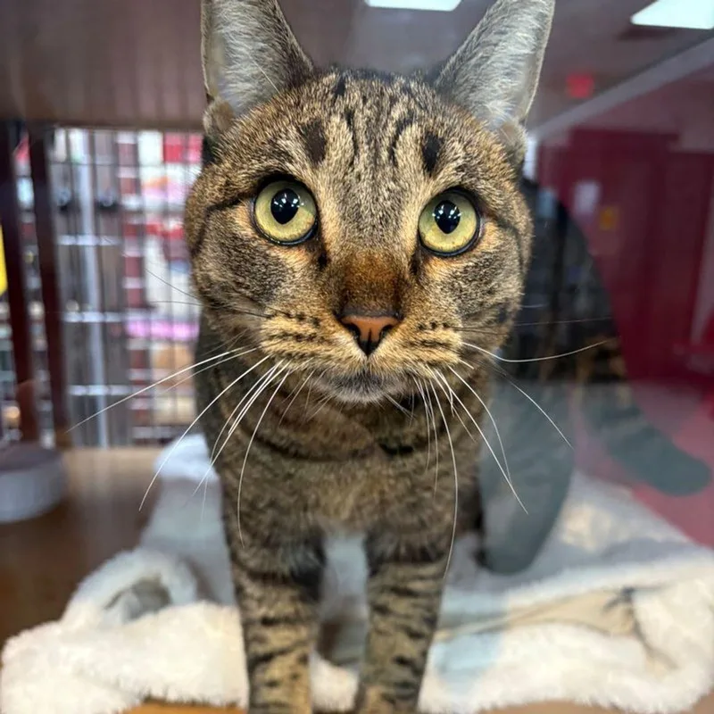 An adult medium-sized female Brown / Chocolate Domestic Short Hair cat named Priscilla for adoption in Lake Havasu City, AZ