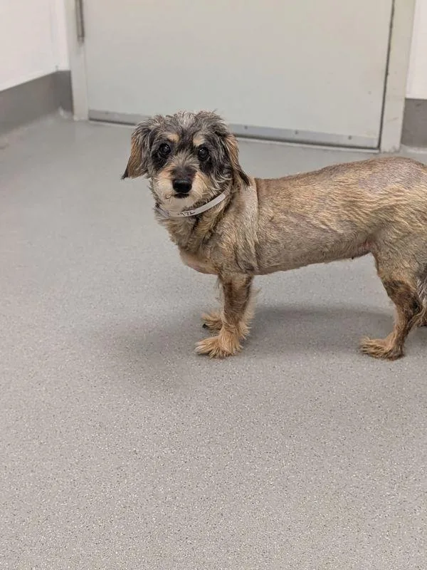 A senior small-sized female Dachshund dog named Sputnik for adoption in Santa Rosa, CA