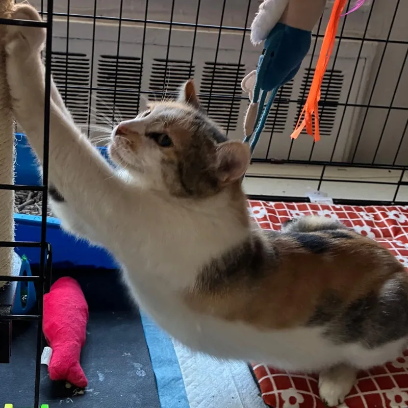 Baby Doll B.  thumbnail 2