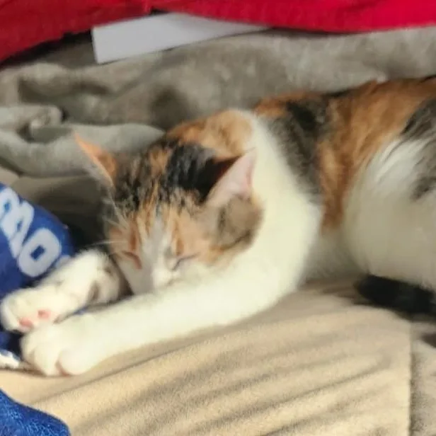 Baby Doll B.  thumbnail 3