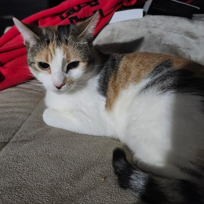 Baby Doll B.  thumbnail 4