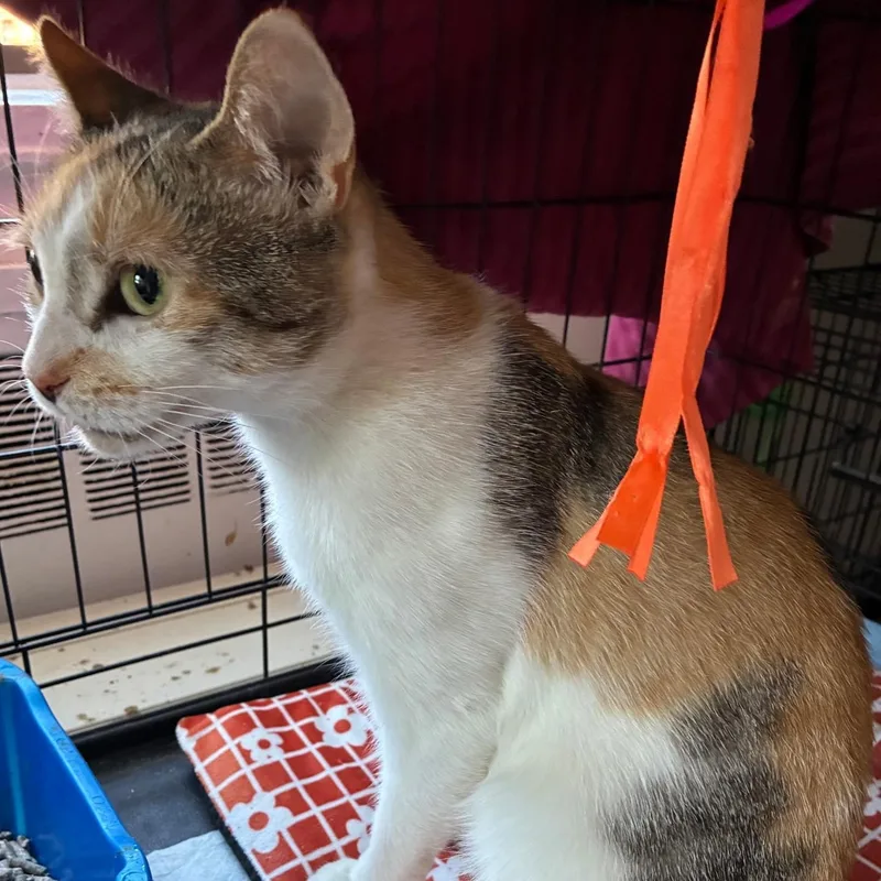 Baby Doll B.  thumbnail 5