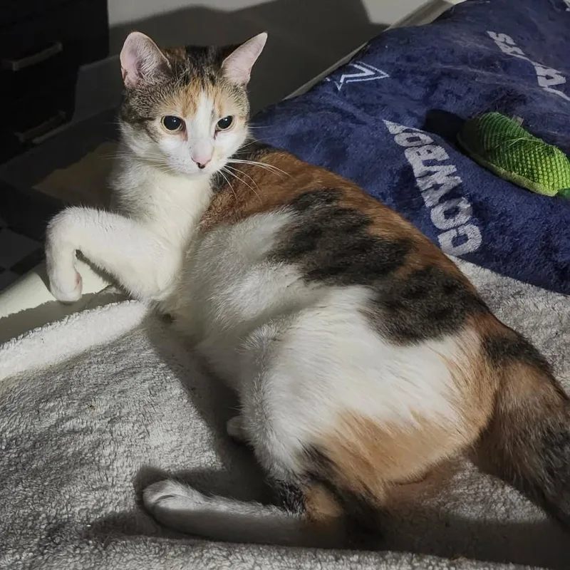 A young medium-sized female Dilute Calico Domestic Short Hair cat named Baby Doll B.  for adoption in New York, NY