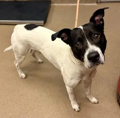 An adult large-sized male Mixed Breed dog named Slim for adoption in Chamblee, GA