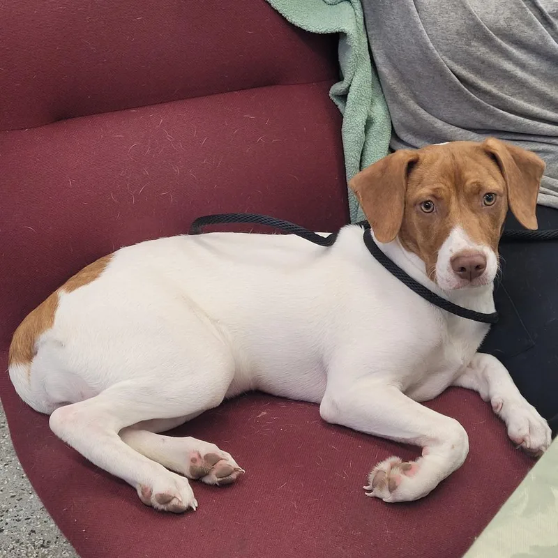 A young medium-sized female White / Cream Mixed Breed dog named Ginger for adoption in Lake Panasoffkee, FL