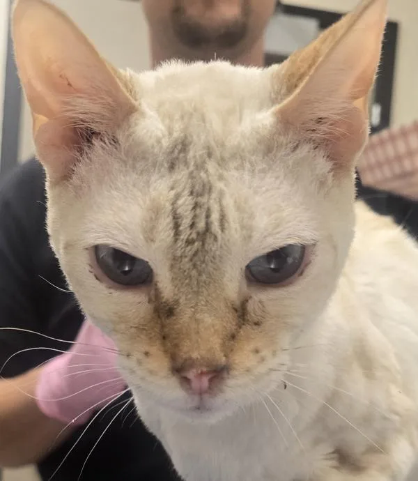 An adult medium-sized female Bengal cat named Zelda for adoption in El Cajon, CA