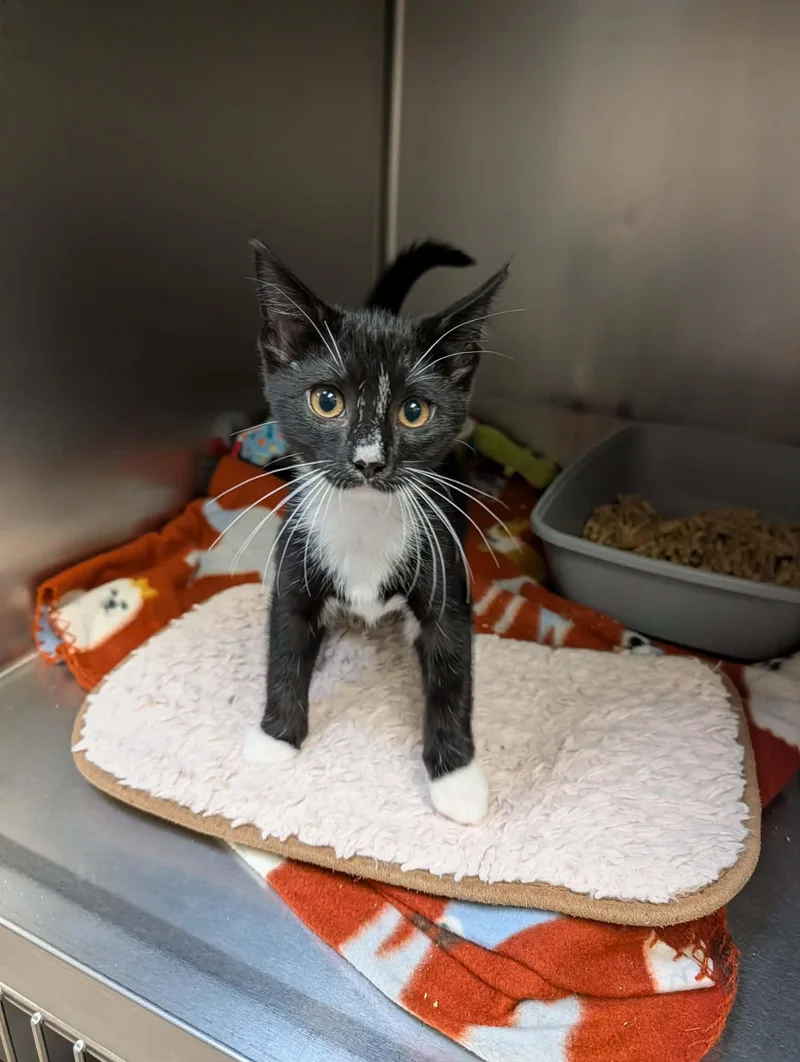 A baby medium-sized male Black & White / Tuxedo Domestic Short Hair cat named Kosmo for adoption in Chambersburg, PA