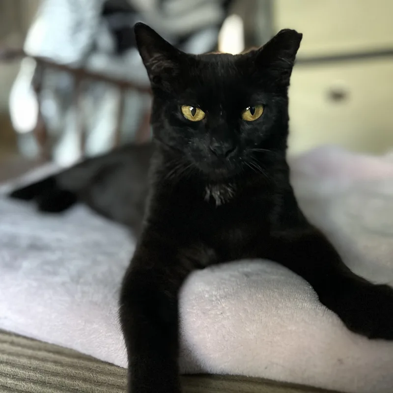 An adult large-sized male Black Domestic Short Hair cat named Alex for adoption in Maitland, FL