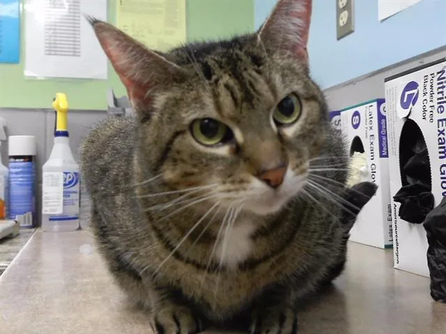 A senior medium-sized female Domestic Short Hair cat named Lola for adoption in Omaha, NE