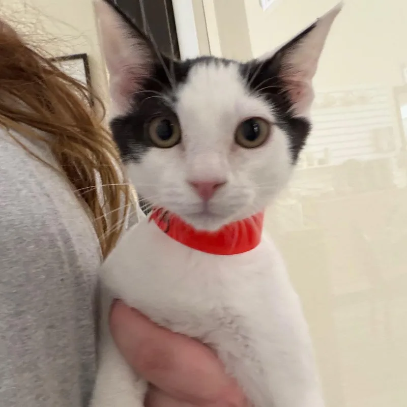 A baby small-sized male White Domestic Short Hair cat named Blessing for adoption in Las Vegas, NV