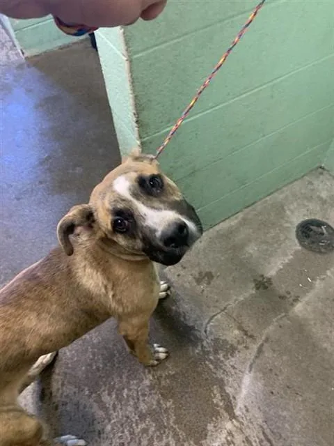 A young small-sized male Pit Bull Terrier dog named Gizmo for adoption in Sacramento, CA