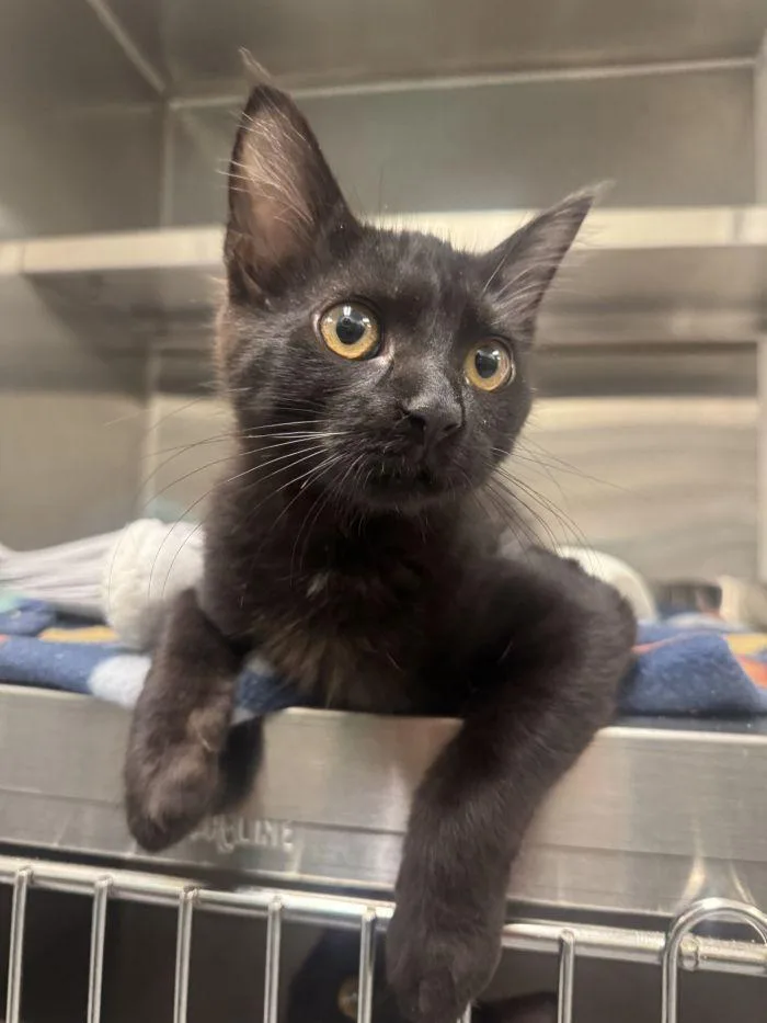 A young medium-sized male Black Domestic Short Hair cat named Scylla for adoption in Hilton Head Island, SC
