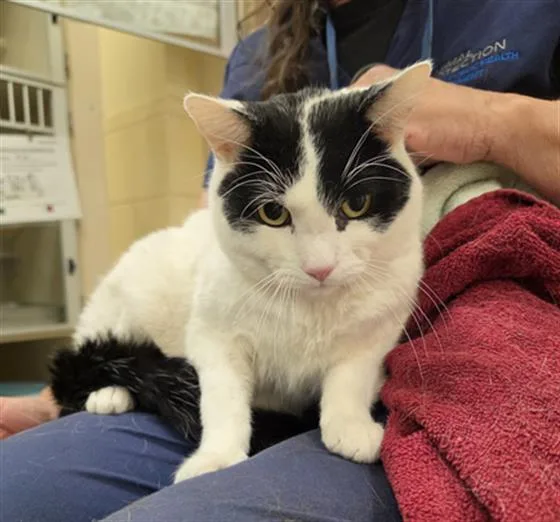 An adult small-sized male Domestic Short Hair cat named Xylo for adoption in Denver, CO