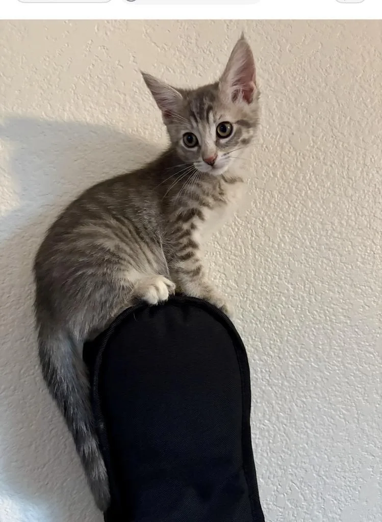 A baby small-sized female Domestic Short Hair cat named Mia for adoption in Mustang, OK