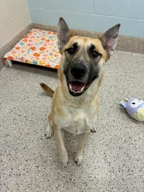 A young large-sized female German Shepherd Dog dog named Stella for adoption in Brighton, CO