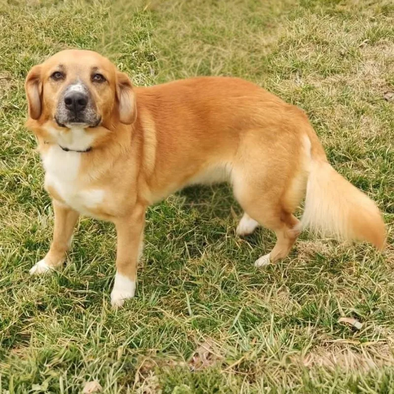 An adult medium-sized male Golden Golden Retriever dog named Nelson for adoption in Erie, PA