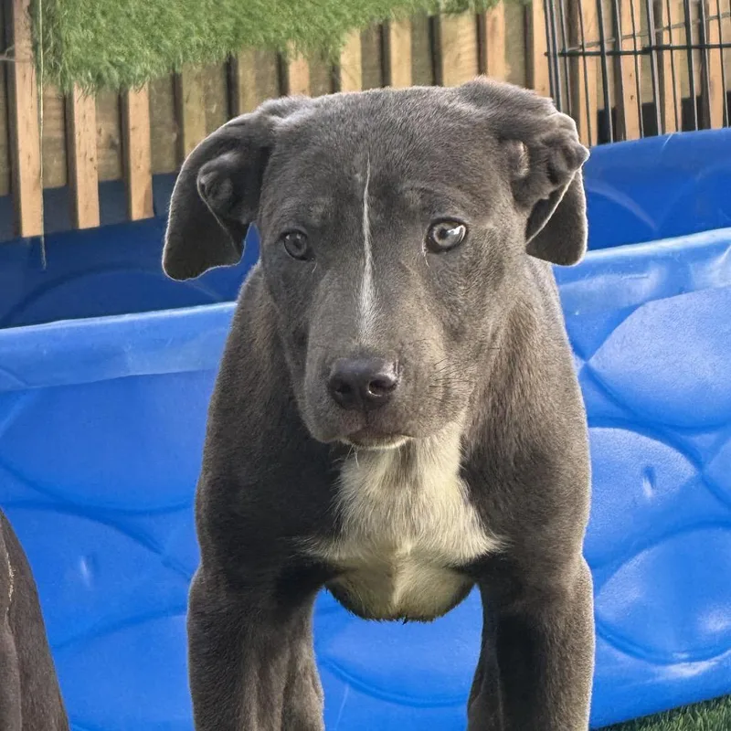 A young medium-sized male Gray / Blue / Silver Pit Bull Terrier dog named Dill Pickle for adoption in manchester, PA