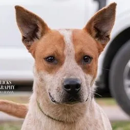An adult medium-sized male Merle (Blue) Australian Cattle Dog / Blue Heeler dog named Donnor for adoption in Liverpool, TX