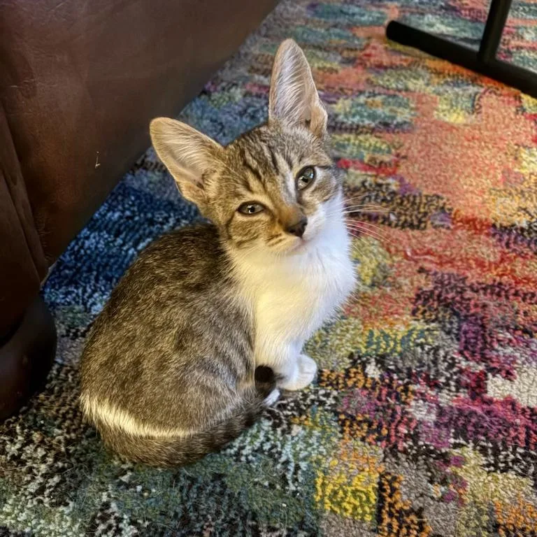 A baby medium-sized female Tabby (Brown / Chocolate) Tabby cat named Grumpy for adoption in San Juan Capistrano, CA