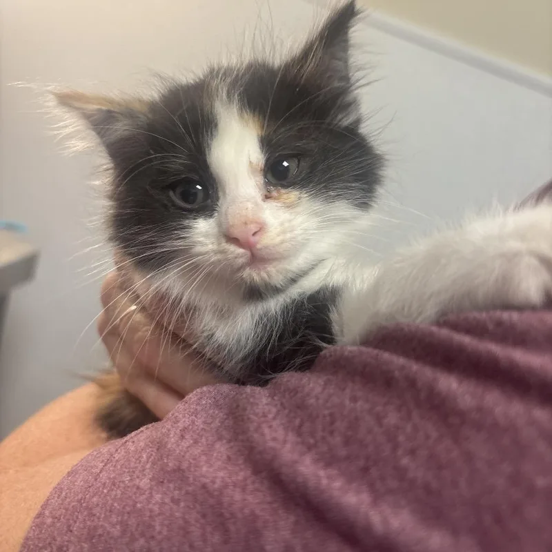A baby small-sized female Calico Domestic Medium Hair cat named Plum for adoption in Tulsa, OK