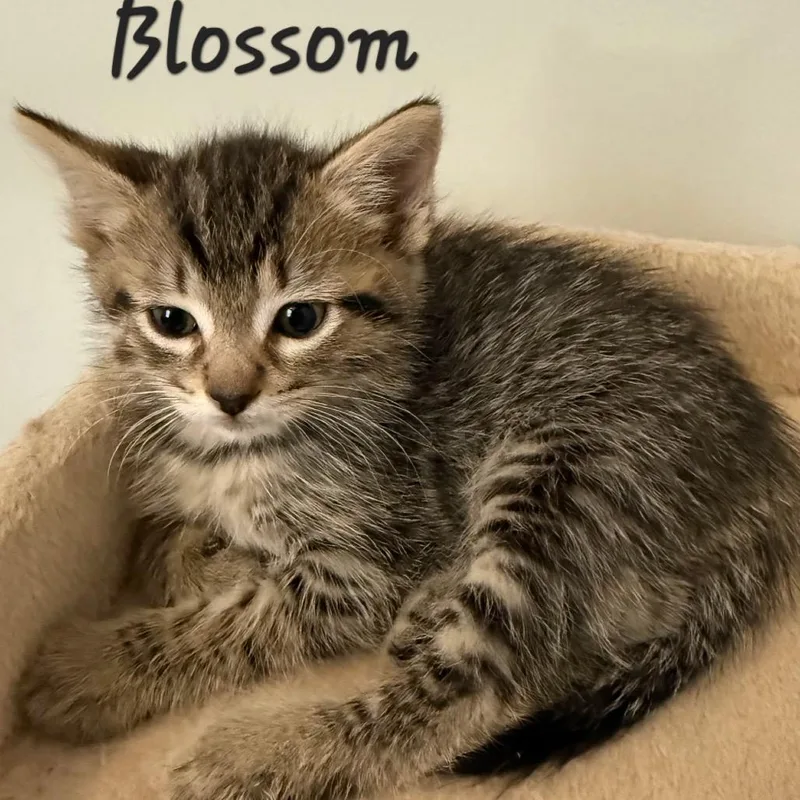 A baby small-sized female Brown / Chocolate Domestic Short Hair cat named Blossom for adoption in Waldorf, MD