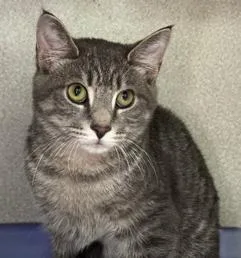 A baby medium-sized male Domestic Short Hair cat named Finn for adoption in Sharpsville, PA