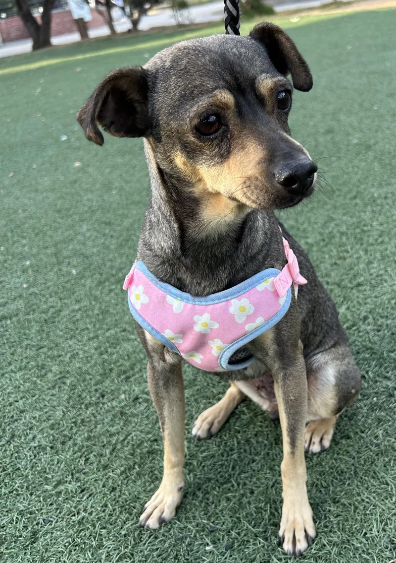 A young small-sized female Black Chiweenie dog named Penny for adoption in Bell Gardens, CA