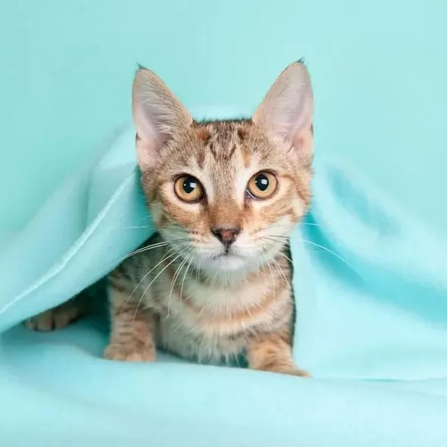 A baby small-sized female Torbie Domestic Short Hair cat named Skittles for adoption in Pearland, TX
