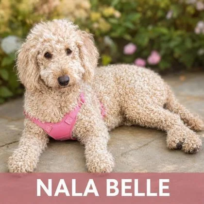 An adult medium-sized female Golden Retriever dog named Nala Belle for adoption in West Memphis, AR