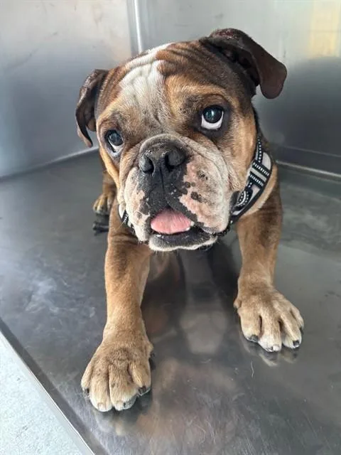An adult medium-sized male English Bulldog dog named Kobe for adoption in Baldwin Park, CA