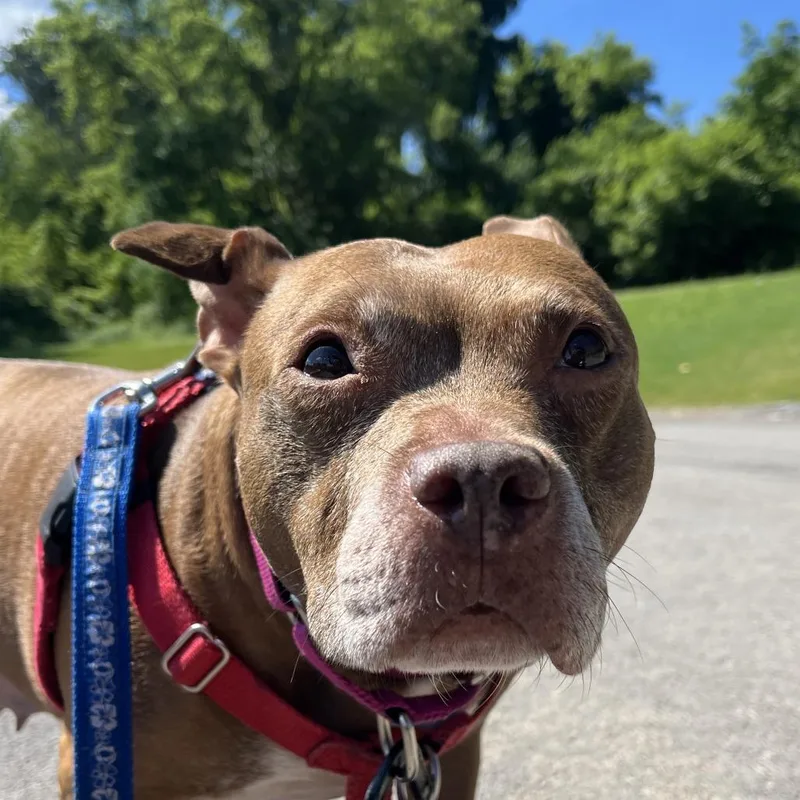 Snickers thumbnail 3
