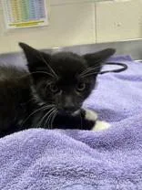 A young medium-sized female Black & White / Tuxedo Domestic Short Hair cat named Indy for adoption in Manitowoc, WI