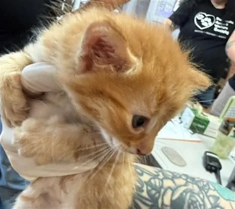 A baby small-sized female Domestic Short Hair cat named Ronnie for adoption in Fort Walton Beach, FL