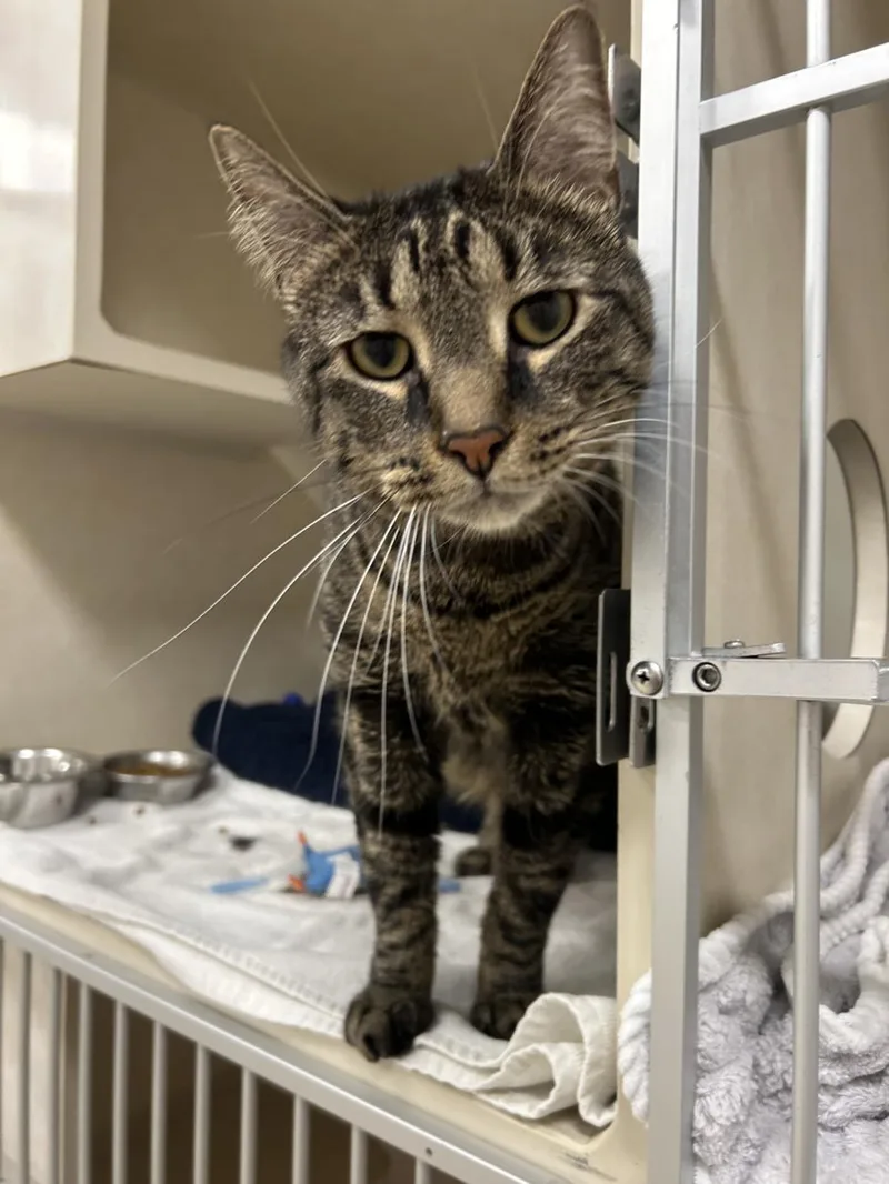 An adult small-sized male Domestic Short Hair cat named Fitz for adoption in Hagerstown, MD