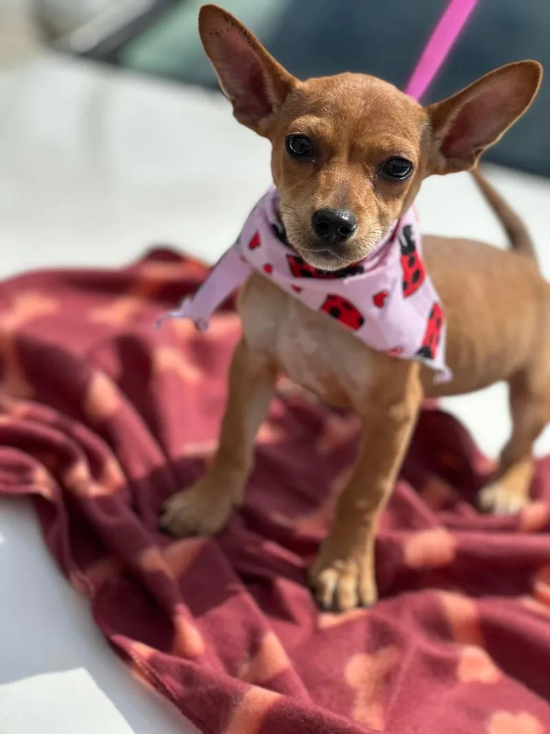 Bambi